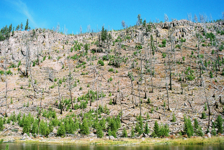 [A thin ribbon of green water is at the bottom of the image and a strip of blue sky is at the top. The rest is a mosly brown steep hillside with tree trunk sticks devoid of greenery. At the water's edge is a row of short evergreens which are fully leafed.]